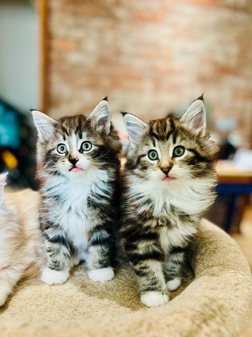 Atemberaubende Norwegische Waldkatzenkätzchen – Champion-Blutlinien!
