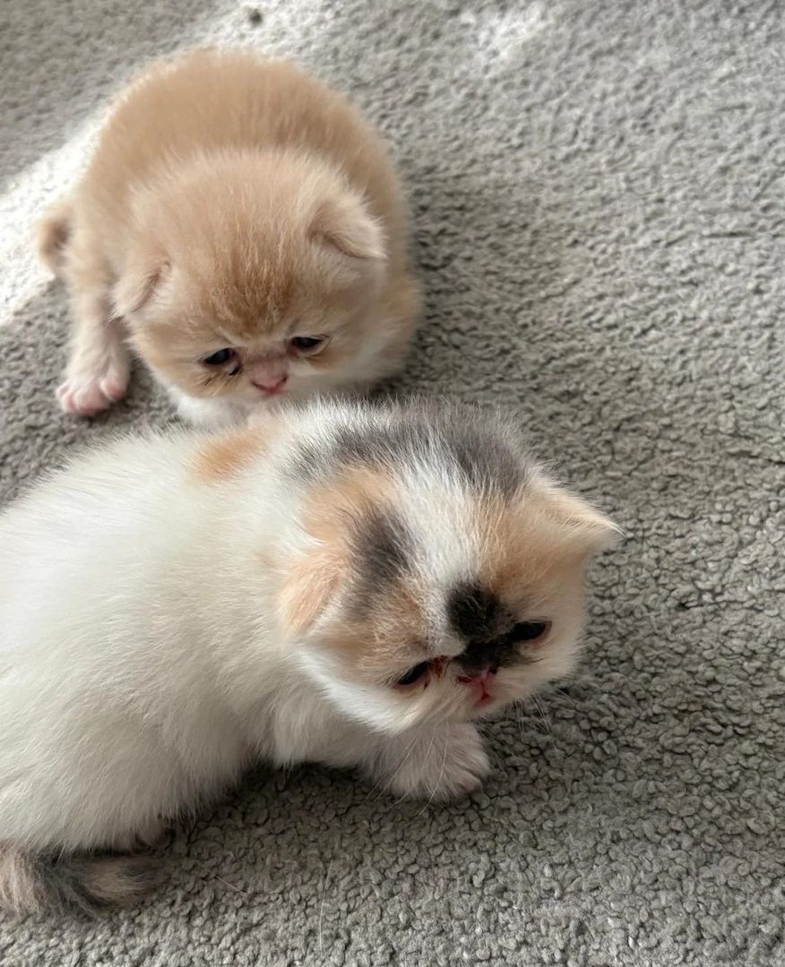 Atemberaubende Perserkätzchen