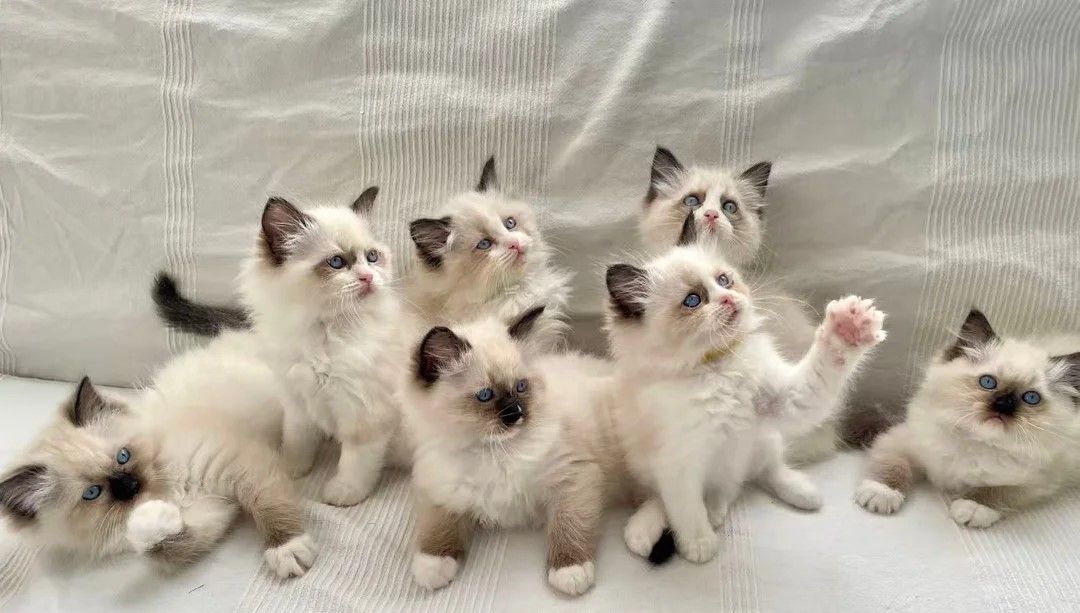 🐾 Ragdoll-Kätzchen – Verfügbar ab ca. 13. Woche.