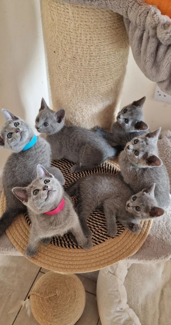 Russisch Blau Kätzchen