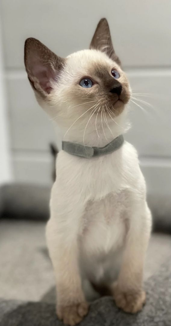 Wunderschöne traditionelle Siamkatzen