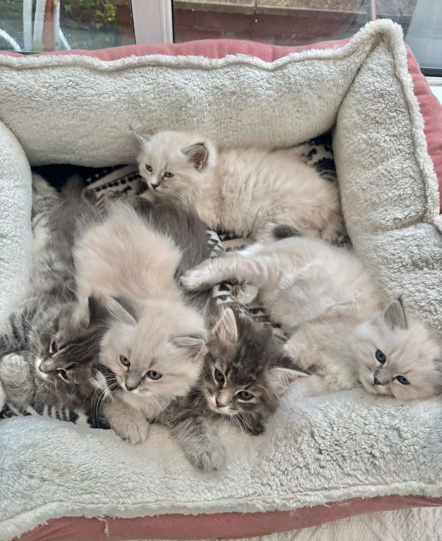 5 wunderschöne sibirische (hypoallergene) Kätzchen