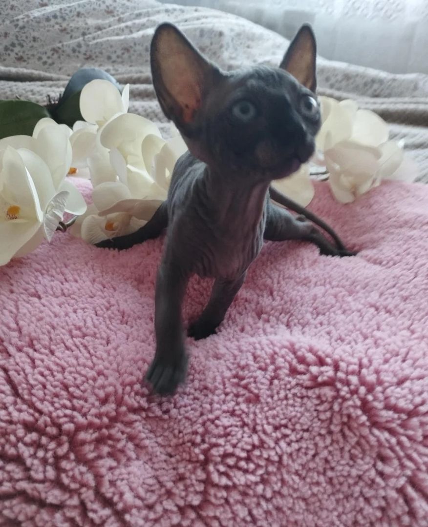 Sphynx-Kätzchen 3