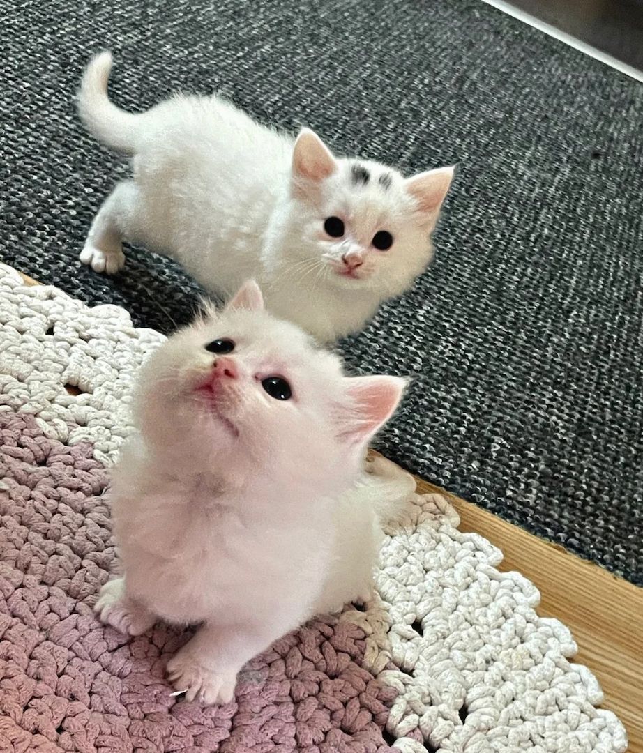 Schönes flauschiges Türkisch Angora - Mädchen