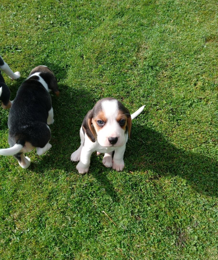 Wunderschöne Beagle-Welpen zu verkaufen