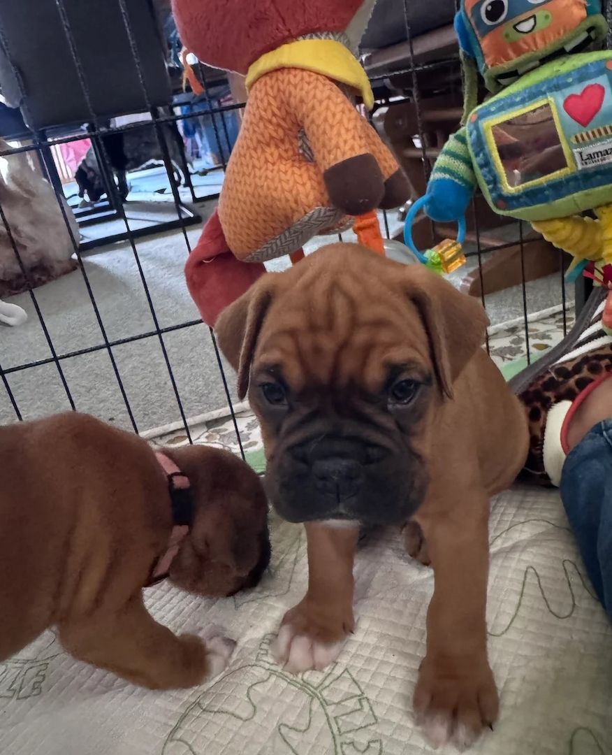 Boxerwelpen – Bereit für ihr endgültiges Zuhause