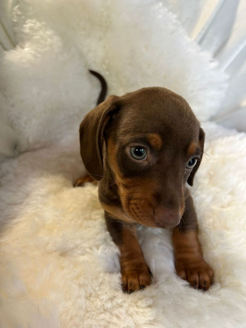 Süße Dackel Welpen suchen ein Zuhause
