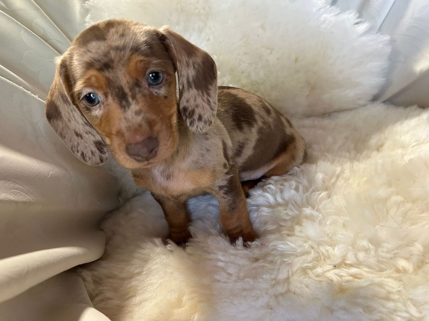 Süße Dackel Welpen suchen ein Zuhause