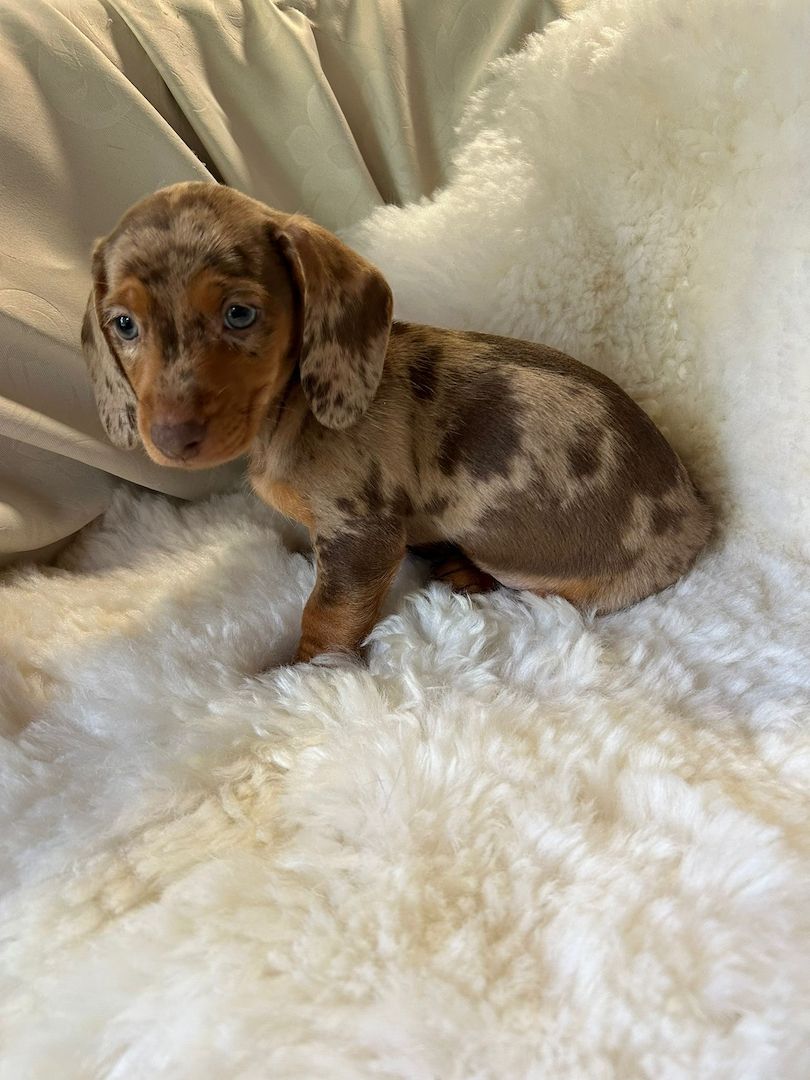 Süße Dackel Welpen suchen ein Zuhause