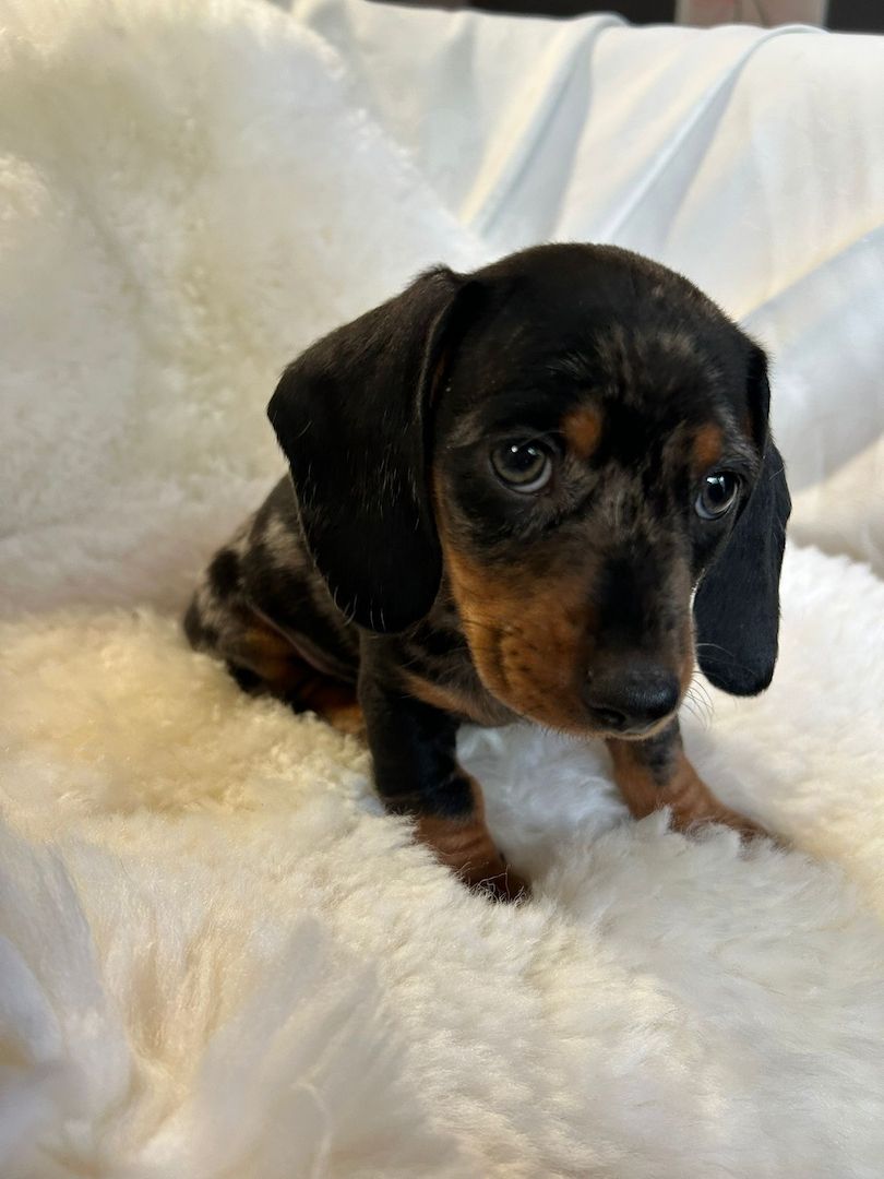 Süße Dackel Welpen suchen ein Zuhause