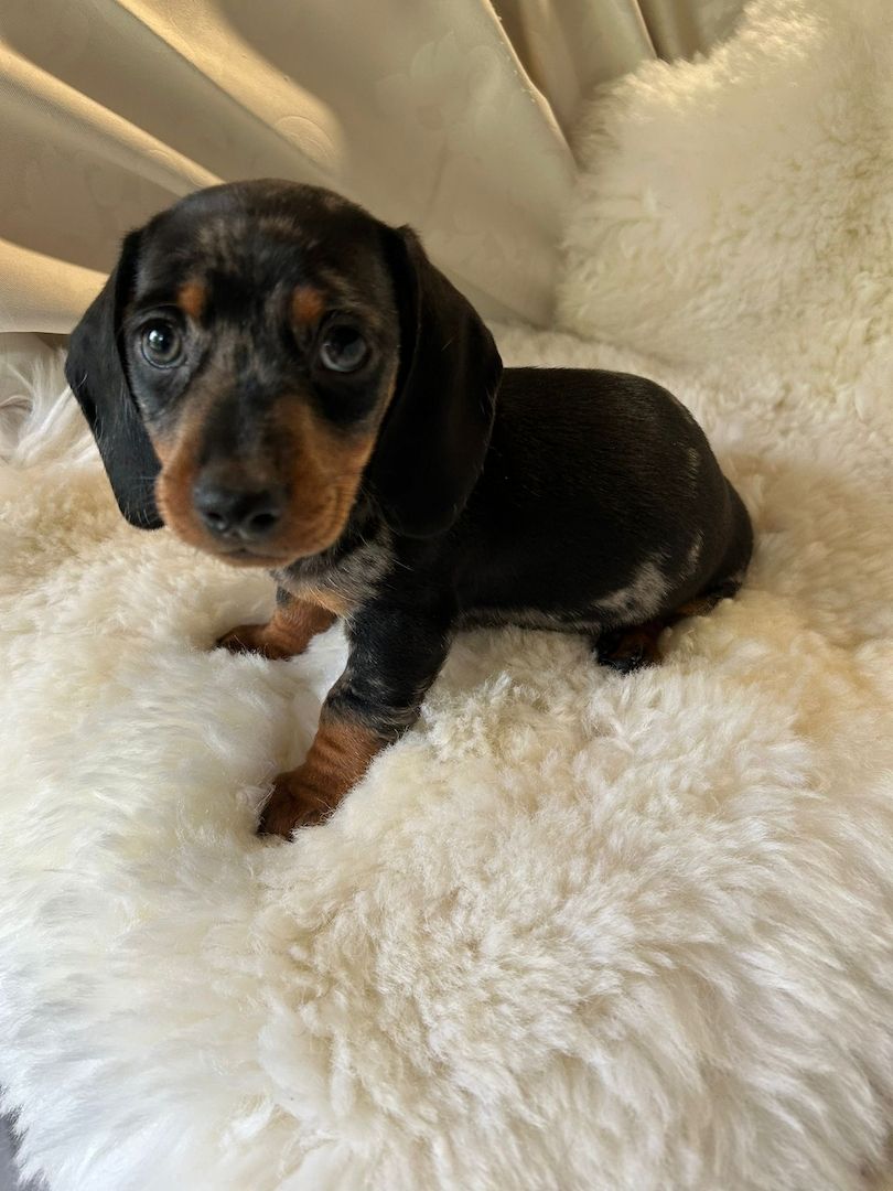 Süße Dackel Welpen suchen ein Zuhause