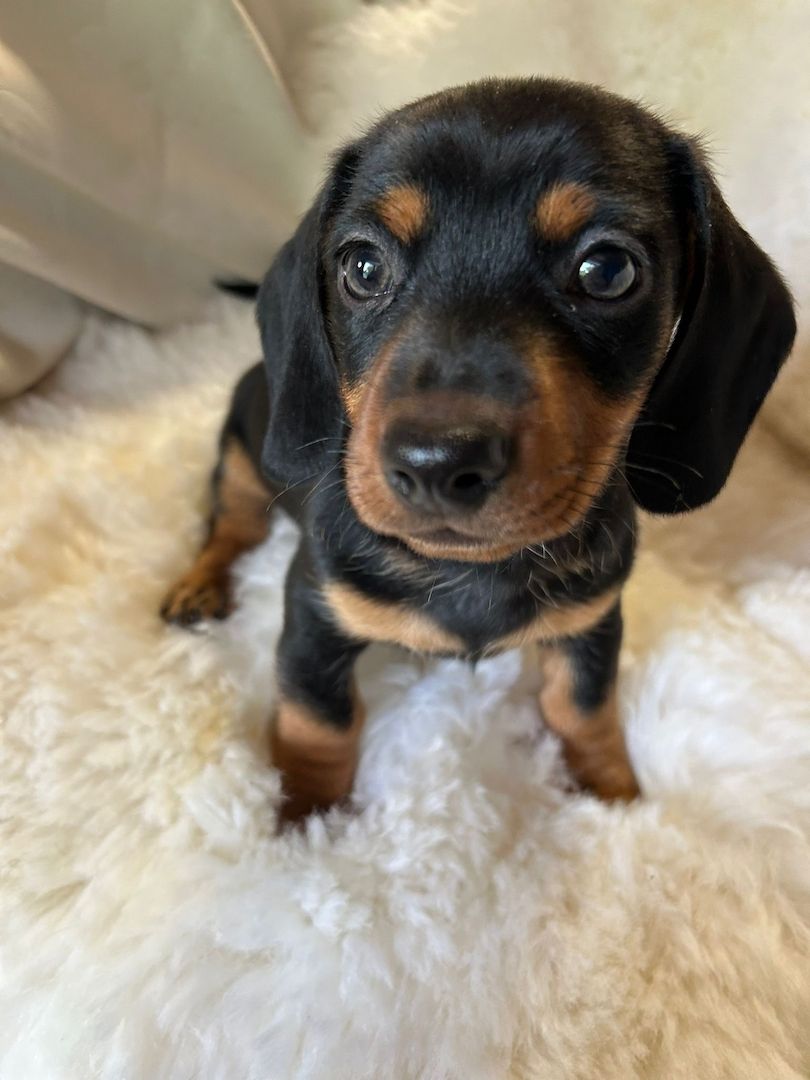 Süße Dackel Welpen suchen ein Zuhause