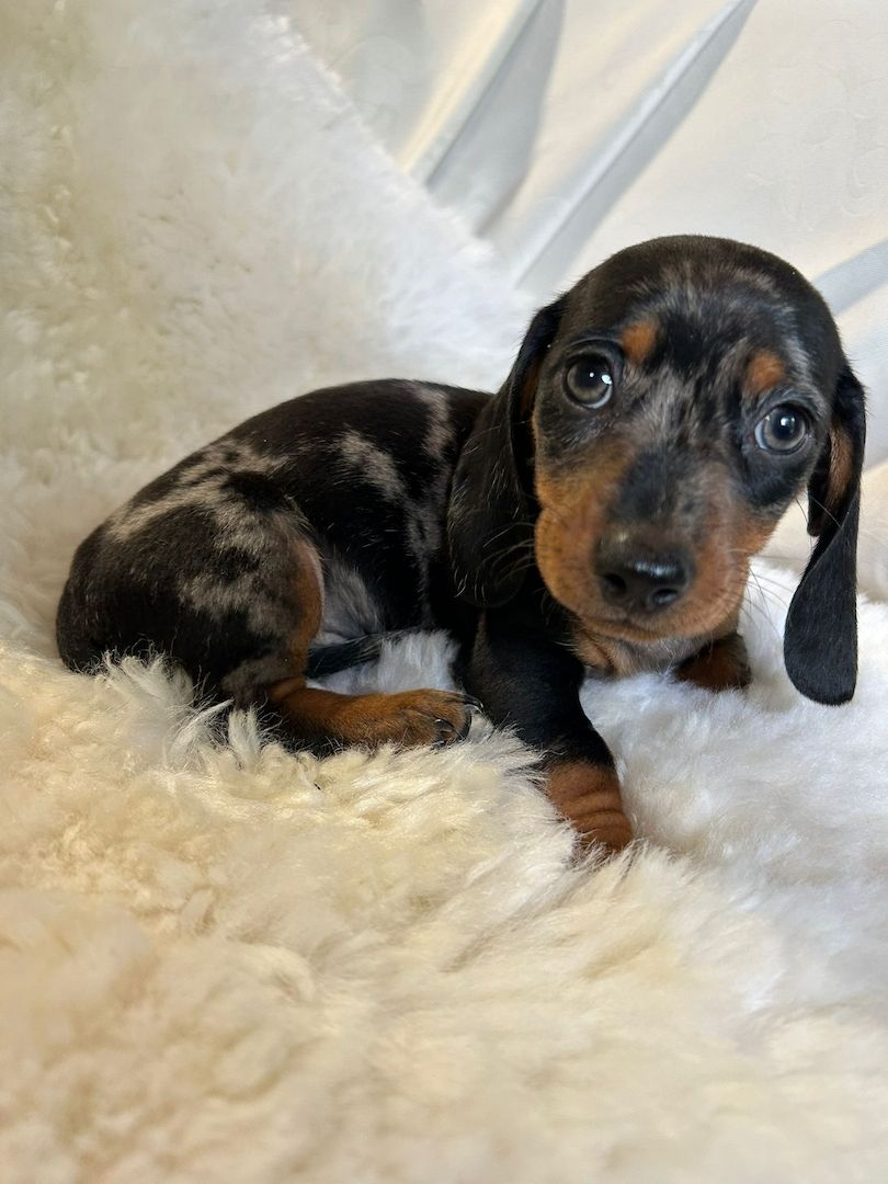 Süße Dackel Welpen suchen ein Zuhause