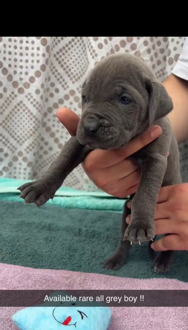 Erster Wurf Cane Corso-Welpen!!