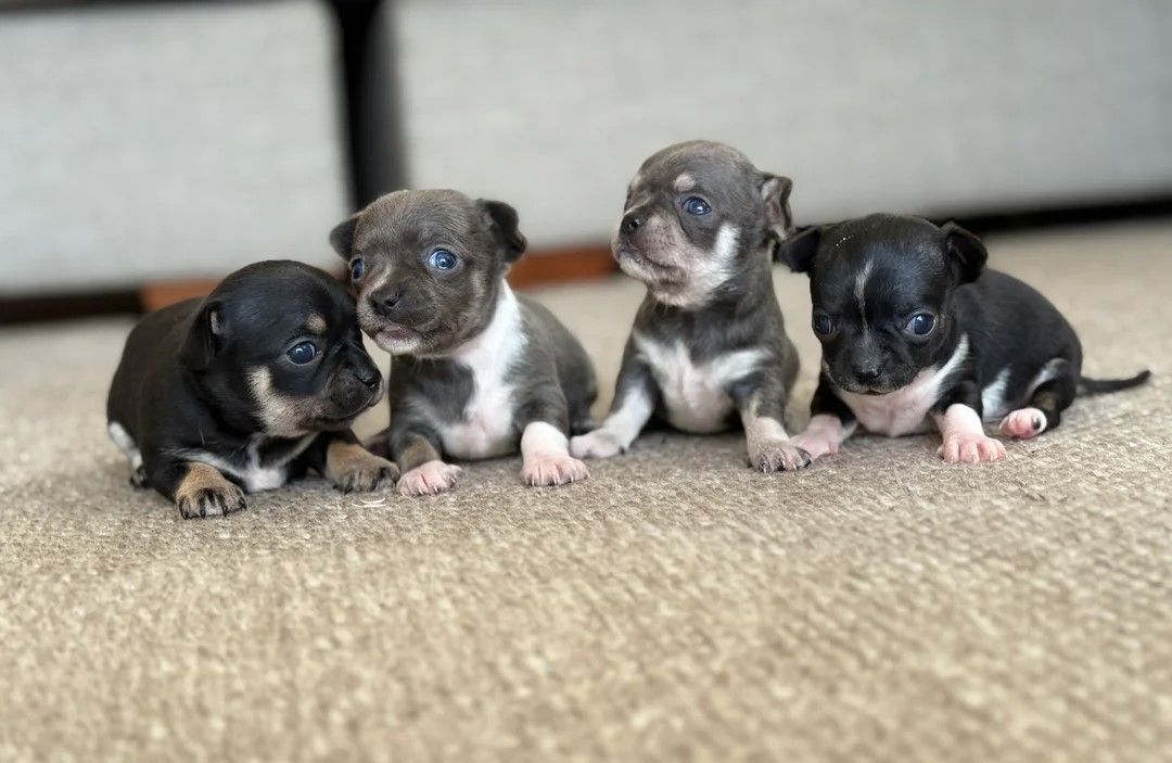 Schöne Chihuahua-Welpen zu verkaufen