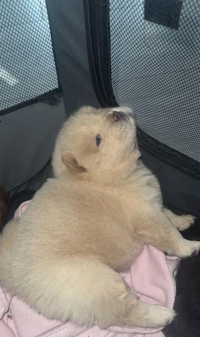 Chow-Chow-Welpen zu verkaufen