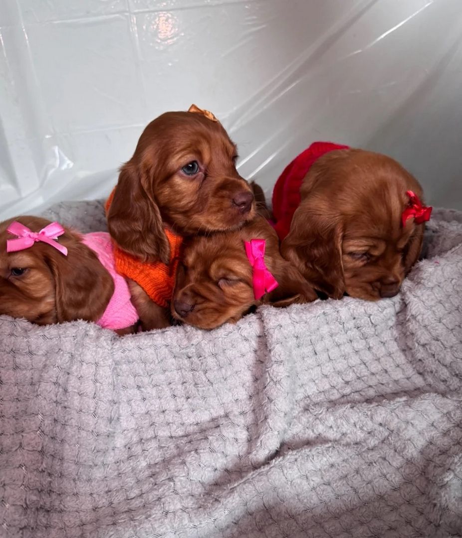 Reinrassige Cocker Spaniel Welpen