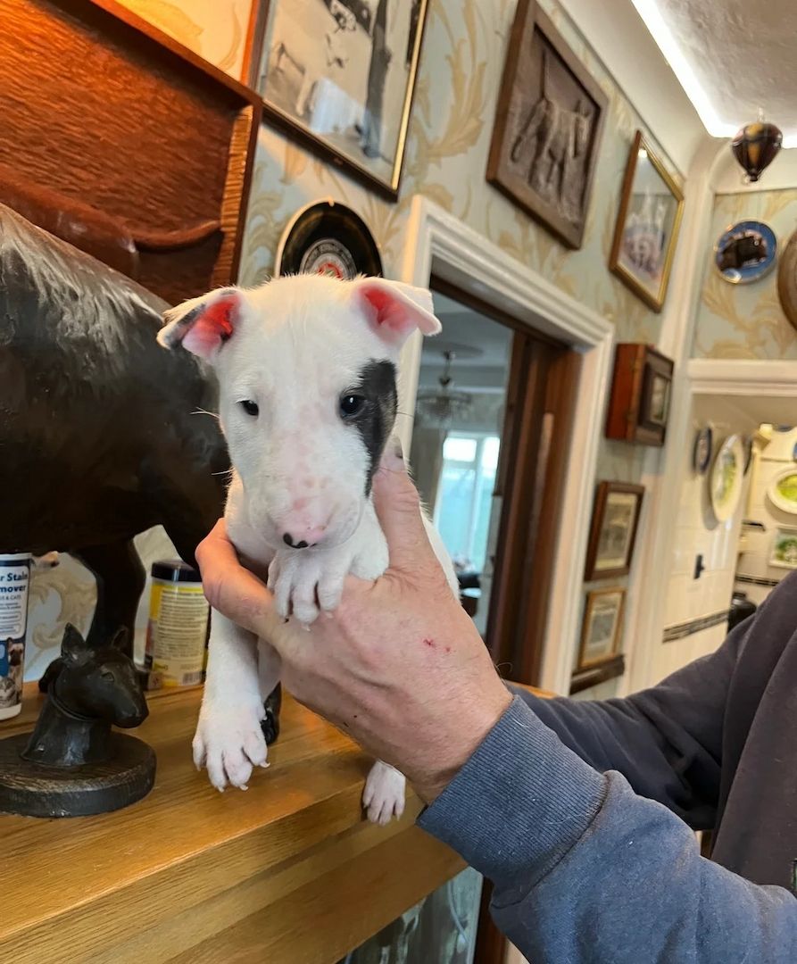 Englische Bullterrierwelpen