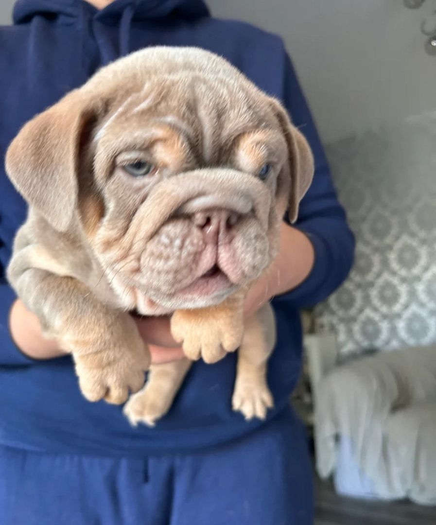 Hervorragende englische Bulldoggenwelpen