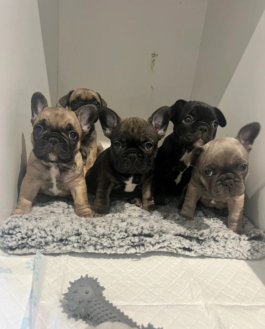 Französische Bulldoggenwelpen