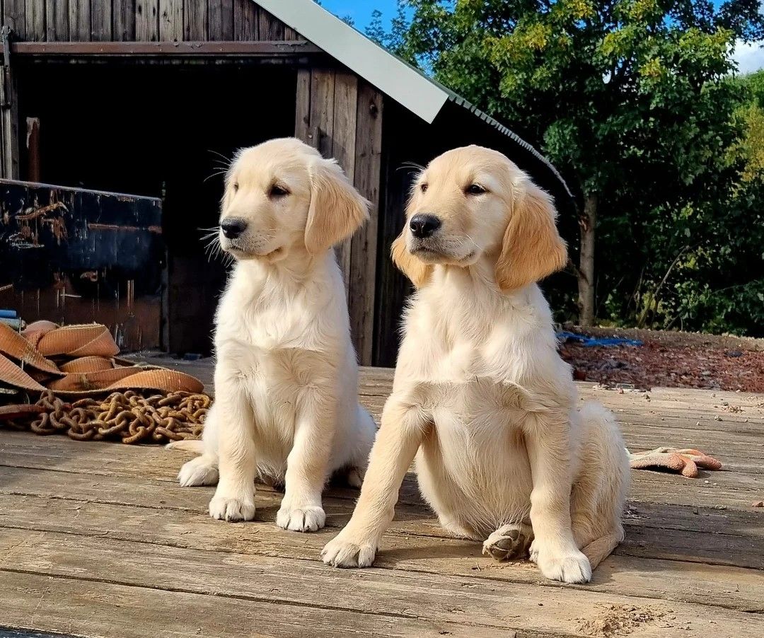 Wunderschöne Golden Retriever Welpen