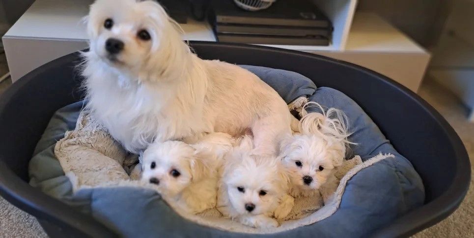 Drei kleine reinrassige Malteserwelpen