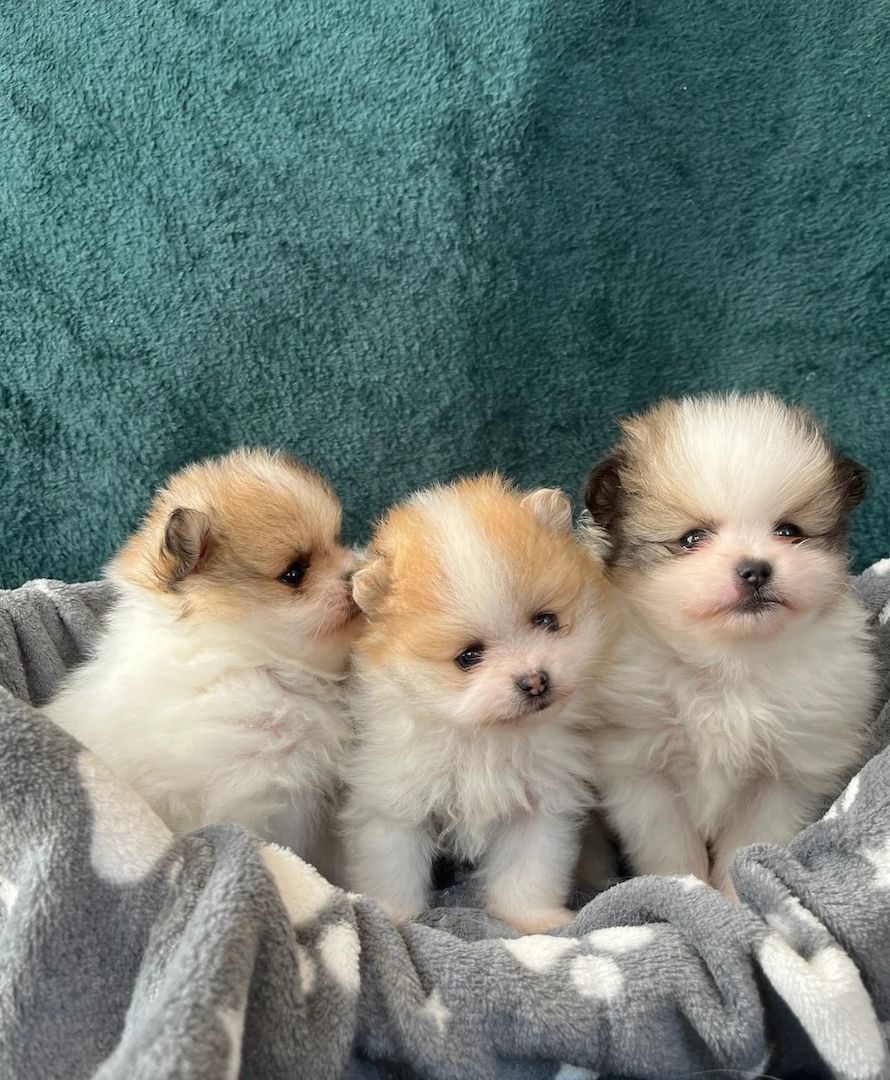 Flauschige Pomeranian-Welpen