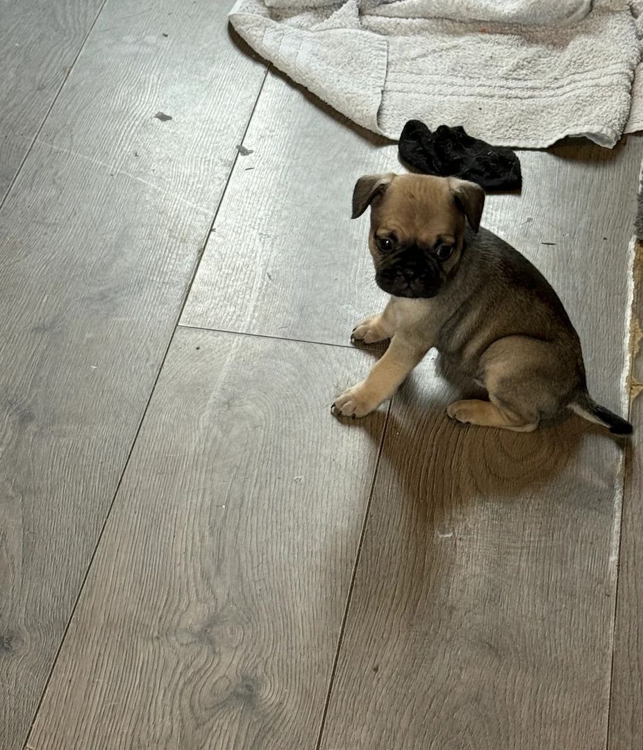 Männliche und weibliche Mopswelpen