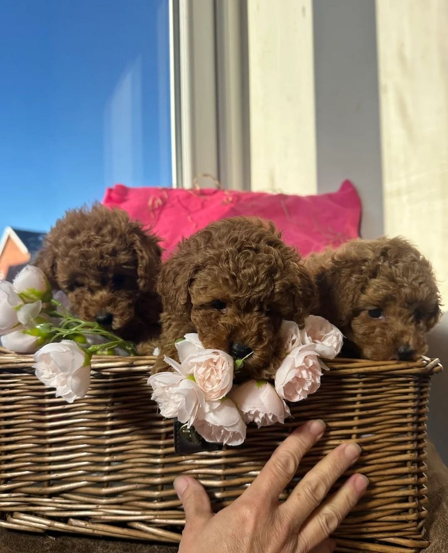 KC-registrierte rote Zwergpudel