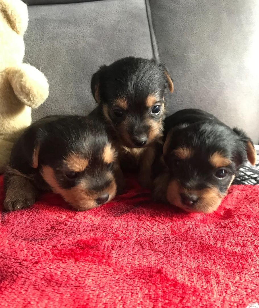 Yorkshire Terrier Welpen