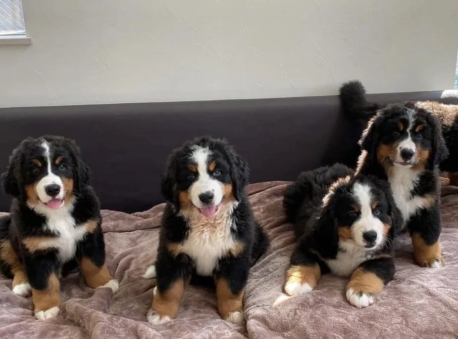 wunderschönen Wurf Berner Sennenhundwelpen