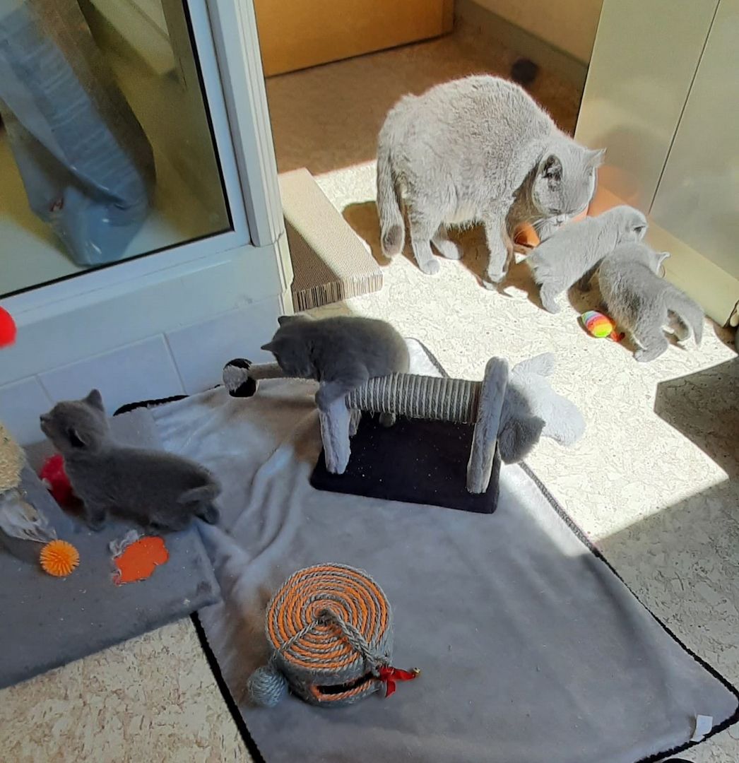 Aus 23jähriger Hobbyzucht 6 wunderschöne British Kurzhaar-Kitten