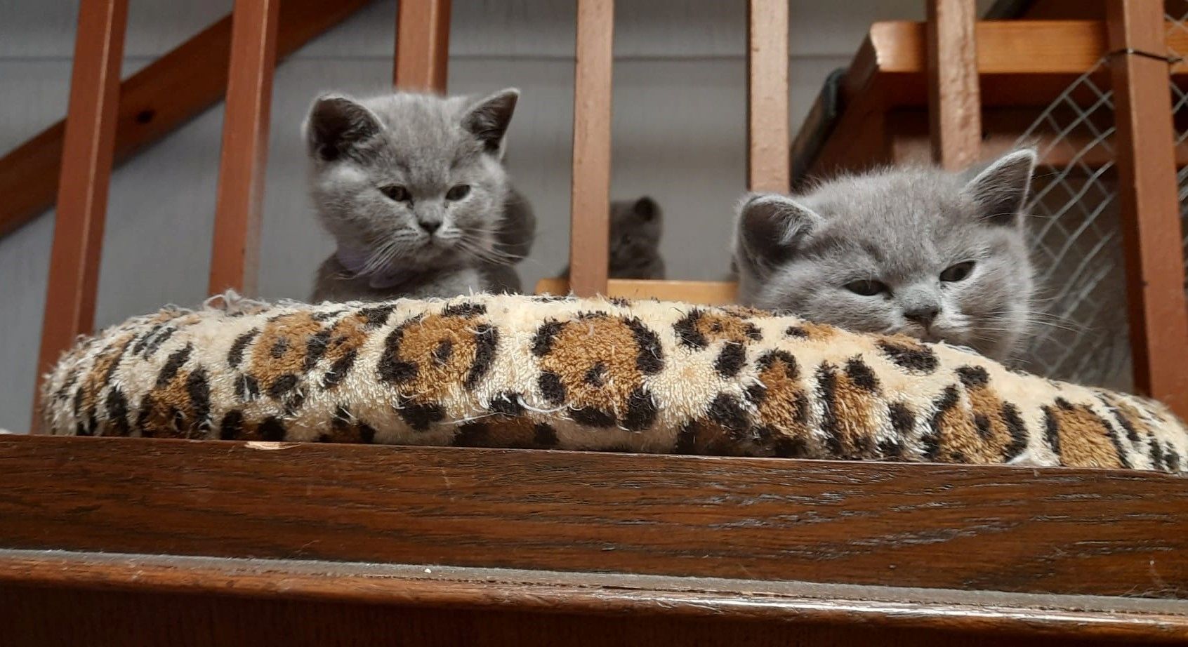 Aus 23jähriger Hobbyzucht 6 wunderschöne British Kurzhaar-Kitten