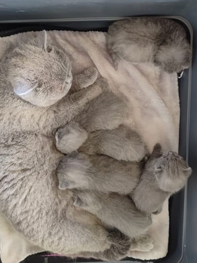 Aus 23jähriger Hobbyzucht 6 wunderschöne British Kurzhaar-Kitten