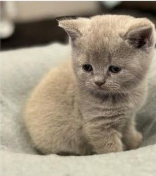 Aus 23jähriger Hobbyzucht 6 wunderschöne British Kurzhaar-Kitten