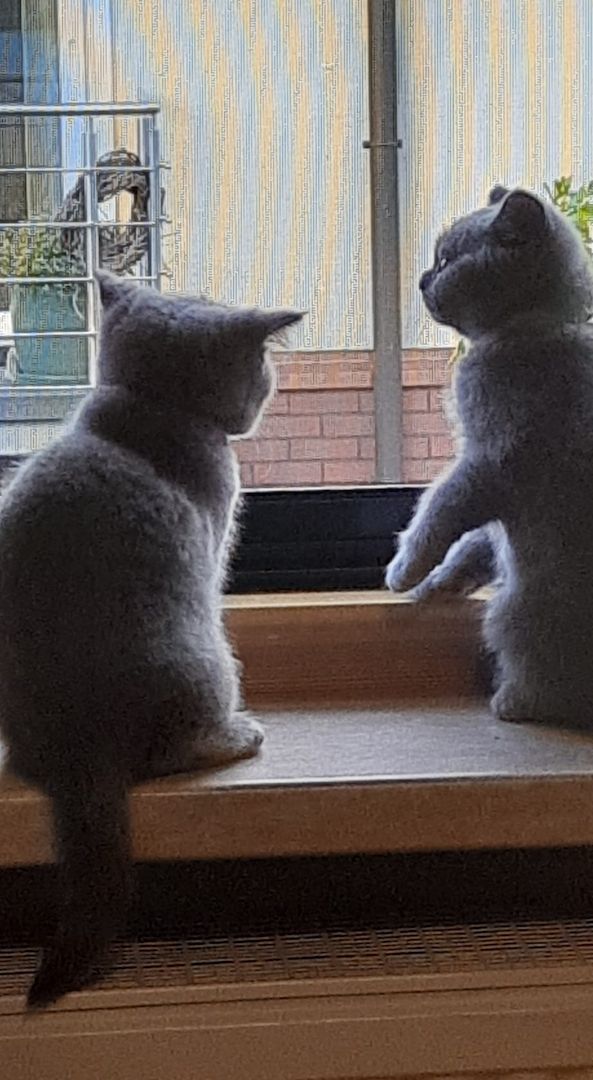 Aus 23jähriger Hobbyzucht 6 wunderschöne British Kurzhaar-Kitten