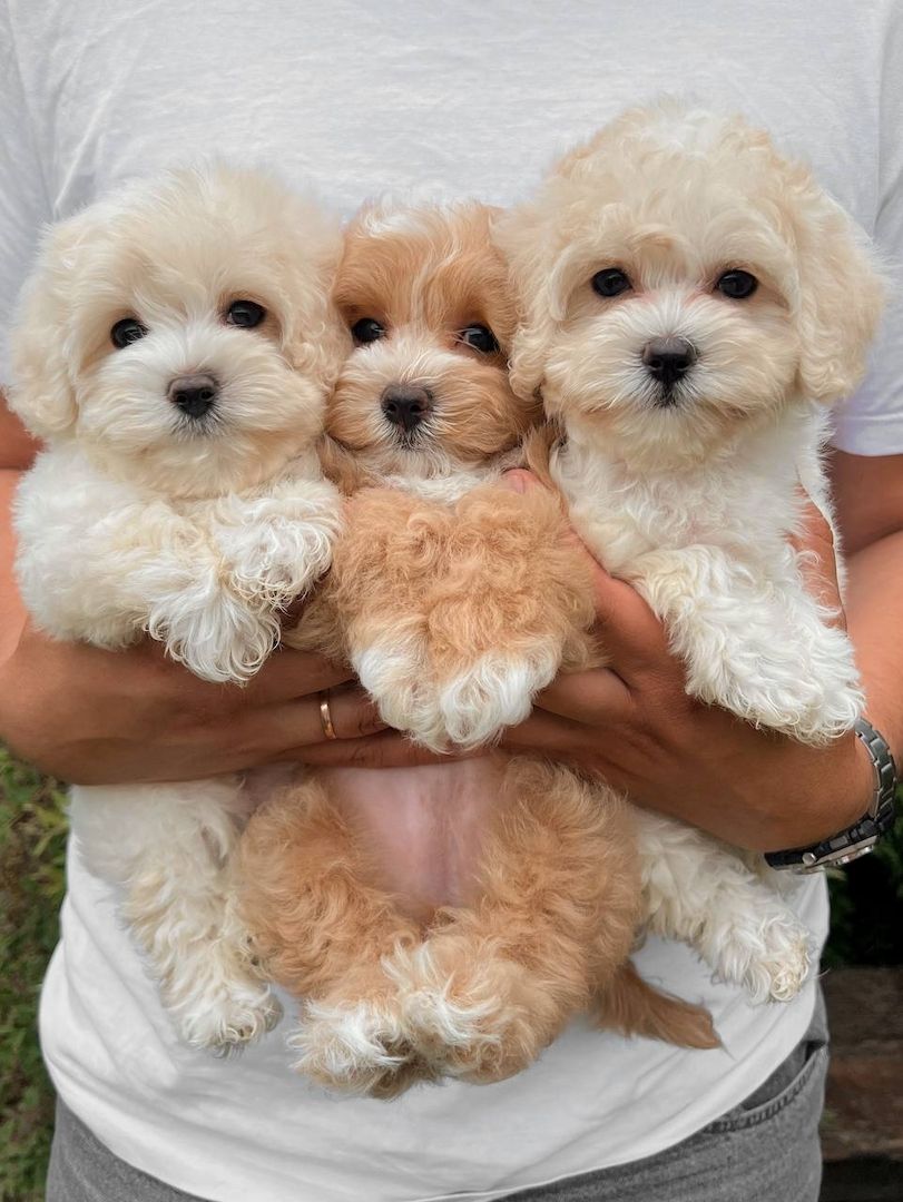 Maltipoo