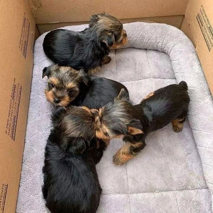 Yorkshire Terrier Welpen zur Adoption