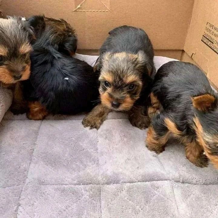 Yorkshire Terrier Welpen zur Adoption
