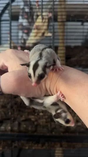 Sugar Glider 