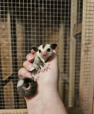 sugar gliders  