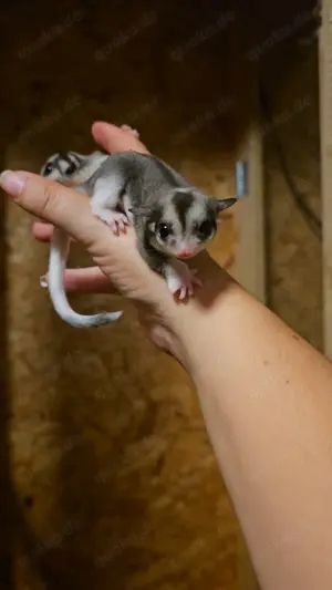 sugar gliders  