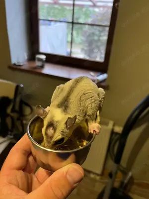 Sugar Glider Männchen Mosaik Ringtail mit Abstammung und TPG Registrierung
