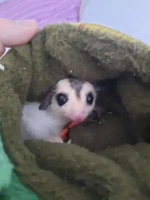 Sugar Glider Männchen Mosaik Ringtail mit Abstammung und TPG Registrierung