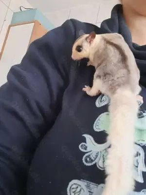 Sugar Glider Männchen Mosaik Ringtail mit Abstammung und TPG Registrierung