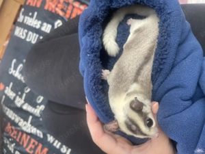 Kurzkopfgleitbeutler