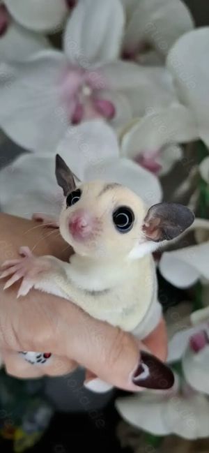 TPM Sugar glider männlich 100% het Leuistic