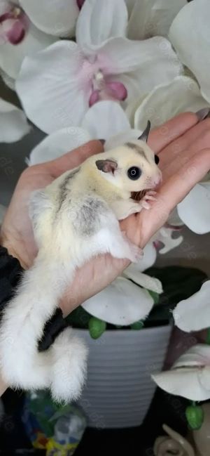 TPM Sugar glider männlich 100% het Leuistic