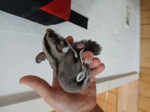 Sugar glider sucht FM