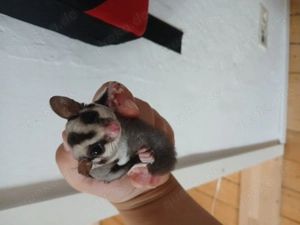 Sugar glider sucht FM